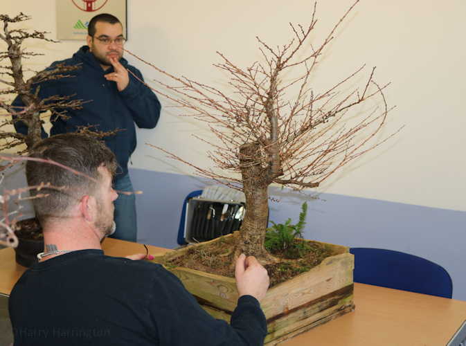 bonsai larch ireland